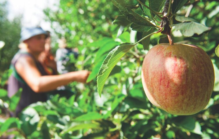 Primeiras colheitas de Maçã de Alcobaça indicam menos 30% de produção do que num ano normal devido às alterações climáticas