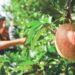 Primeiras colheitas de Maçã de Alcobaça indicam menos 30% de produção do que num ano normal devido às alterações climáticas