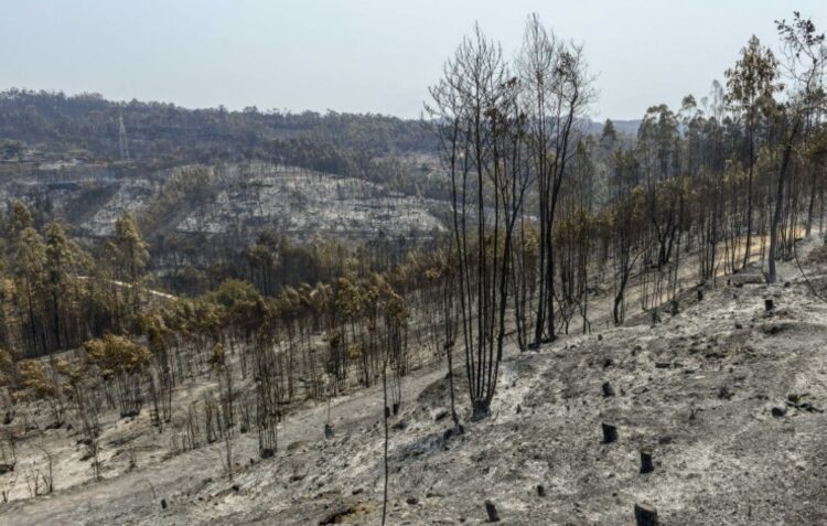 Homem de 75 anos provoca incêndio em Pombal ao queimar “amontoados de sobrantes agrícolas”