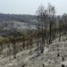 Homem de 75 anos provoca incêndio em Pombal ao queimar “amontoados de sobrantes agrícolas”