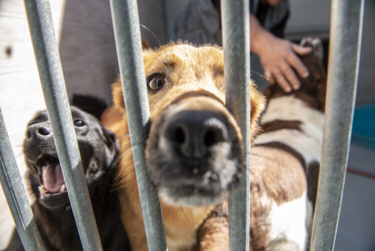 Cães vadios são “perigo público” na Marinha Grande, alerta munícipe