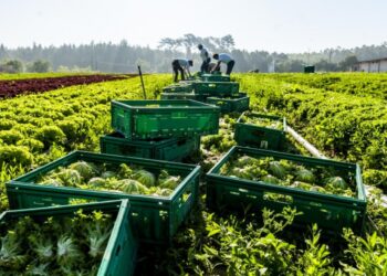 Insolvências de empresas aumentam 32% em Agosto, enquanto constituições desceram mais de 24%