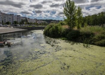 Algas invadem rio Lis e pintam-no de verde