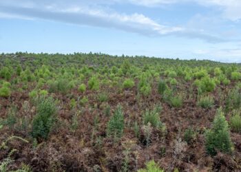 “Muito foi feito, mas muito está por fazer”. Câmara da Marinha Grande pede mais investimento no Pinhal de Leiria