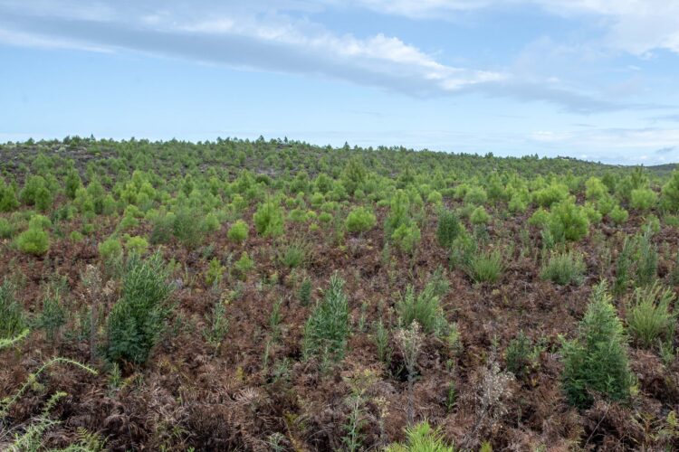 “Muito foi feito, mas muito está por fazer”. Câmara da Marinha Grande pede mais investimento no Pinhal de Leiria