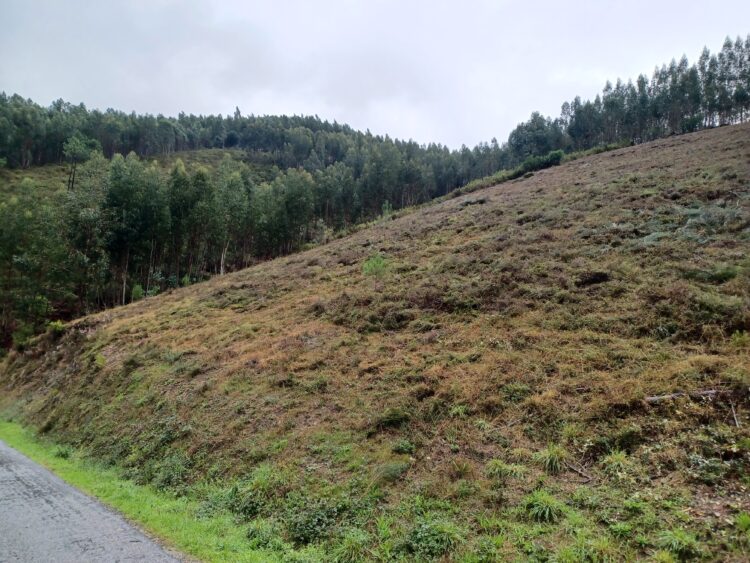 Projecto de ordenamento florestal avança em Figueiró dos Vinhos