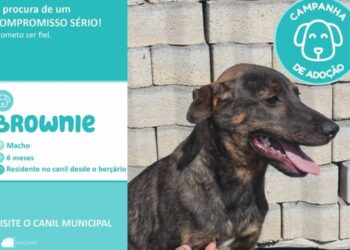 Nazaré lança campanha de adopção de animais