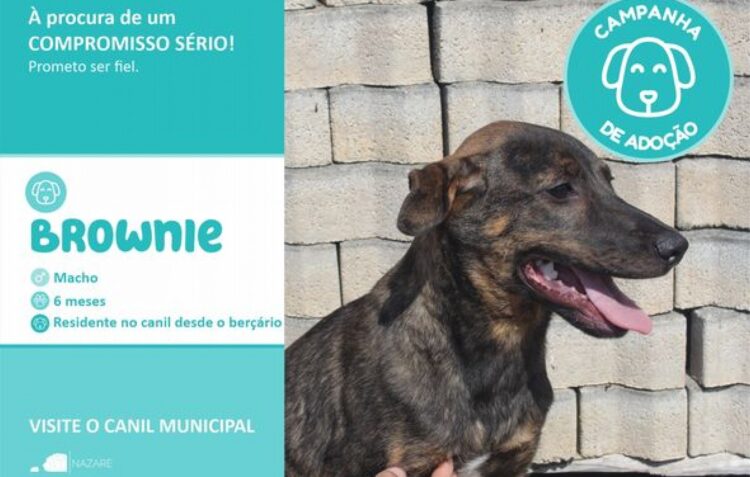 Nazaré lança campanha de adopção de animais