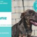 Nazaré lança campanha de adopção de animais
