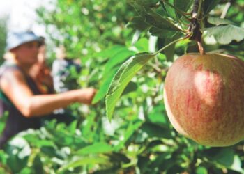 Hoje há Eco Percurso – Caminhada da Maçã de Alcobaça