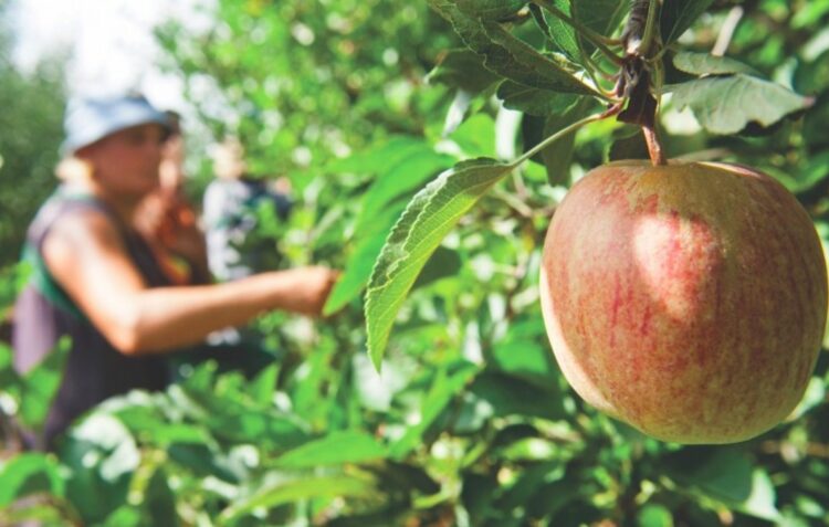 Hoje há Eco Percurso – Caminhada da Maçã de Alcobaça