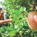 Hoje há Eco Percurso – Caminhada da Maçã de Alcobaça