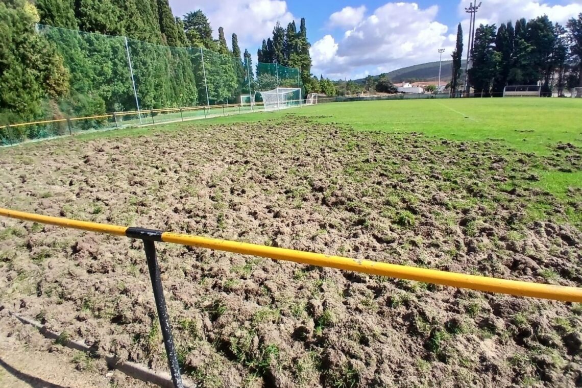 No último mês, javalis entraram "quatro ou cinco" vezes no campo. Os estragos maiores foram provocados na semana passada