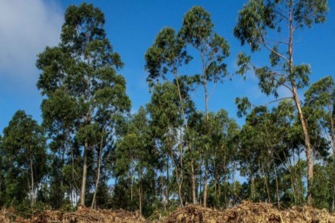 Freguesia de Meirinhas vai criar faixa ordenada de defesa agroflorestal