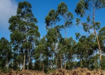 Freguesia de Meirinhas vai criar faixa ordenada de defesa agroflorestal