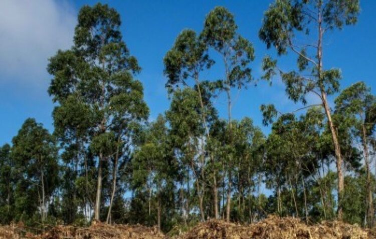 Freguesia de Meirinhas vai criar faixa ordenada de defesa agroflorestal