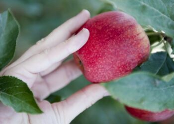 Startup Leiria e Grupo Lusiaves em Alcobaça para capacitar sector agroalimentar