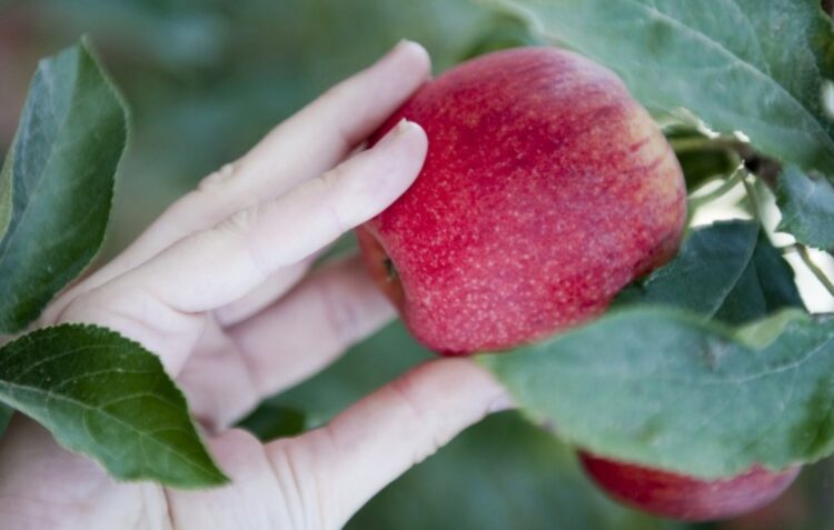 Startup Leiria e Grupo Lusiaves em Alcobaça para capacitar sector agroalimentar