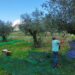 Provas de azeite, workshops e visitas a olivais mostram a singularidade do ouro líquido