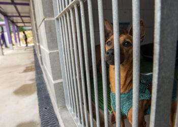 Ourém vai ampliar centro de recolha de animais