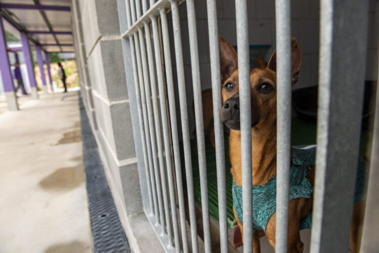 Ourém vai ampliar centro de recolha de animais