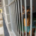Ourém vai ampliar centro de recolha de animais