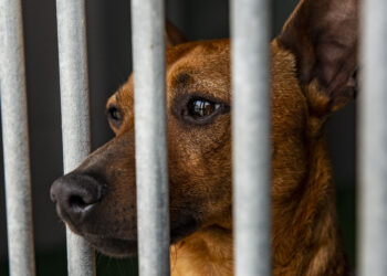Ourém aprova criação do provedor dos animais