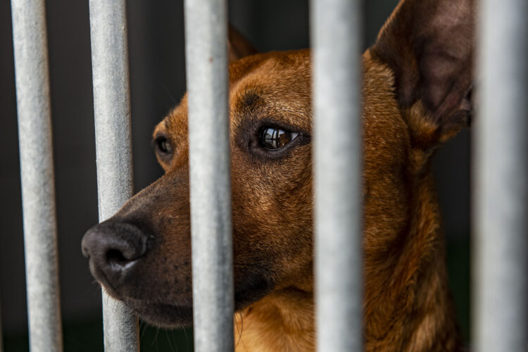 Ourém aprova criação do provedor dos animais