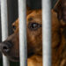 Ourém aprova criação do provedor dos animais