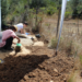 Conferência analisa as pegadas de dinossauros descobertas em Alvaiázere