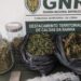 Investigação da GNR levou à apreensão de 550 doses de liamba em Pataias