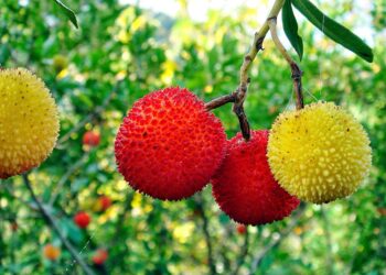 Frutos autóctones deixam o bosque e ganham espaço na cozinha