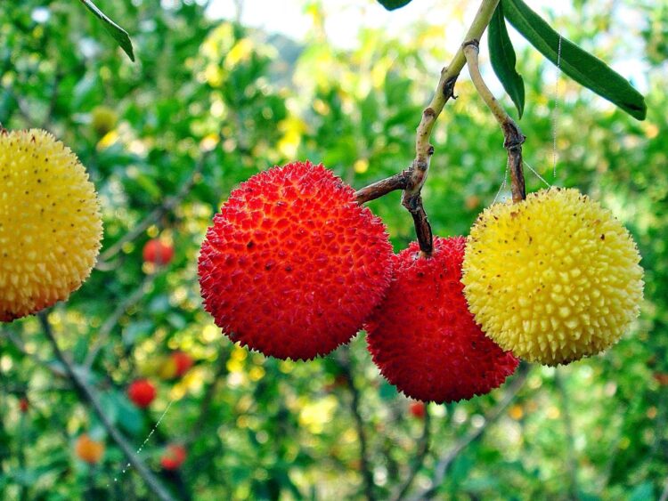 Frutos autóctones deixam o bosque e ganham espaço na cozinha