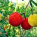 Frutos autóctones deixam o bosque e ganham espaço na cozinha