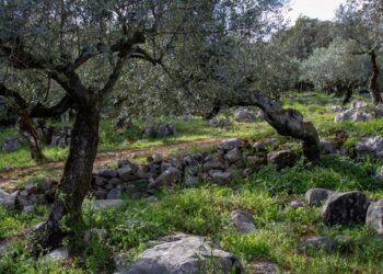 Santuário de Fátima vai reforçar área verde com mais 100 oliveiras