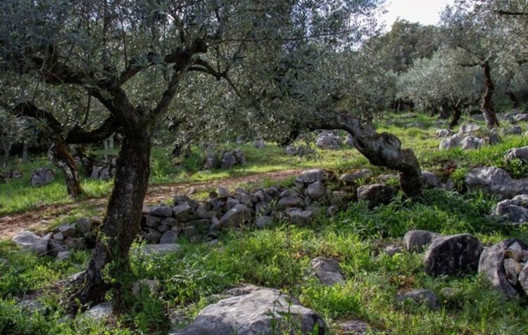 Santuário de Fátima vai reforçar área verde com mais 100 oliveiras
