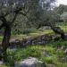 Santuário de Fátima vai reforçar área verde com mais 100 oliveiras