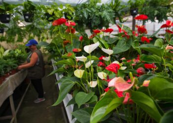 Viveiros de plantas. Falta mão-de-obra, mas negócio floresce na nossa região