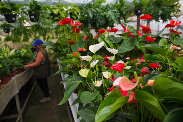 Viveiros de plantas. Falta mão-de-obra, mas negócio floresce na nossa região