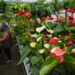 Viveiros de plantas. Falta mão-de-obra, mas negócio floresce na nossa região