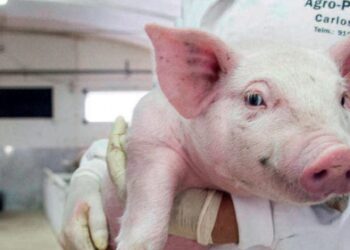 Segurança e rastreabilidade são palavras de ordem nos alimentos compostos para animais