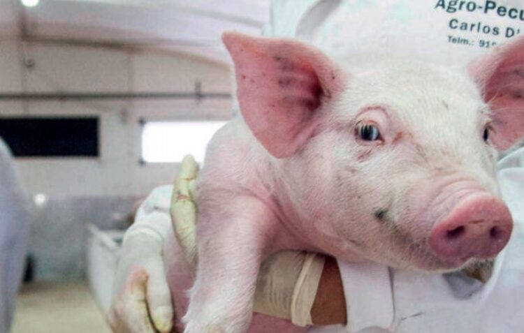 Segurança e rastreabilidade são palavras de ordem nos alimentos compostos para animais