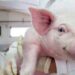 Segurança e rastreabilidade são palavras de ordem nos alimentos compostos para animais