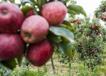 Dez PASSos para um Natal e um Ano Novo mais saudáveis e sustentáveis