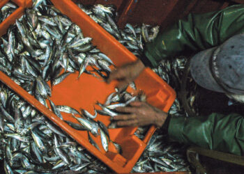 Quotas de pesca aumentam mas preço para consumidor é centenas de vezes superior ao praticado na lota