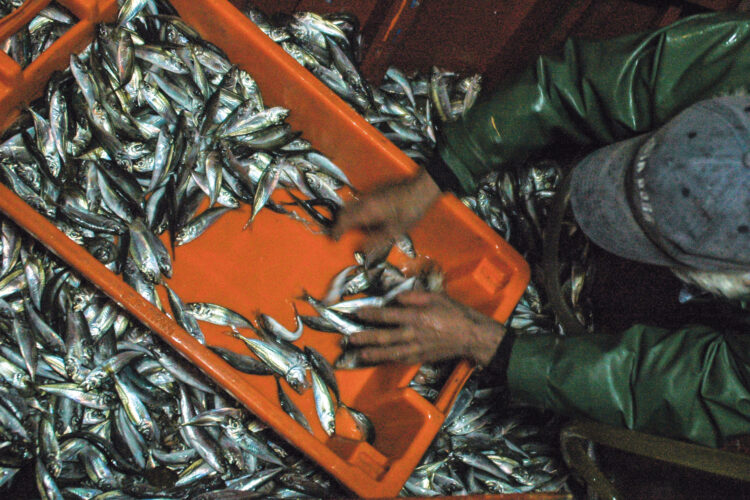 Quotas de pesca aumentam mas preço para consumidor é centenas de vezes superior ao praticado na lota