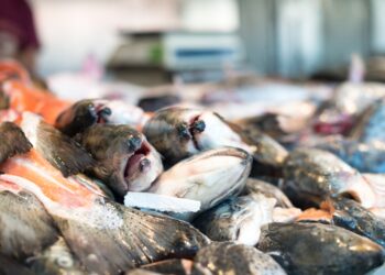 ‘ApPeixe’ permite encomendar peixe fresco directamente da lota de Peniche