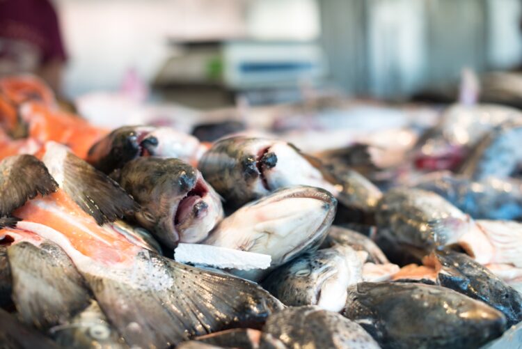‘ApPeixe’ permite encomendar peixe fresco directamente da lota de Peniche
