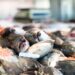 ‘ApPeixe’ permite encomendar peixe fresco directamente da lota de Peniche