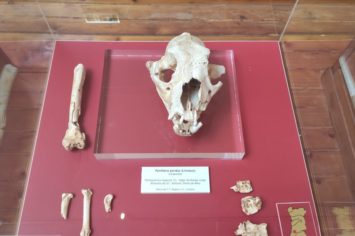 Esqueleto do 'Leopardo do Algar da Manga Larga' encontra-se no Museu Geológico de Lisboa